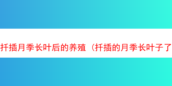 扦插月季长叶后的养殖 (扦插的月季长叶子了是成活了吗)