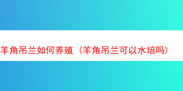 羊角吊兰如何养殖 (羊角吊兰可以水培吗)