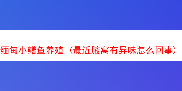 缅甸小鳝鱼养殖 (最近腋窝有异味怎么回事)