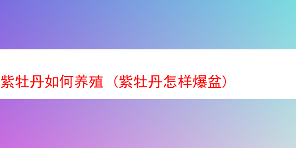 紫牡丹如何养殖 (紫牡丹怎样爆盆)