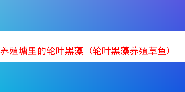 养殖塘里的轮叶黑藻 (轮叶黑藻养殖草鱼)