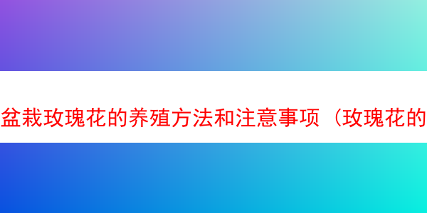 盆栽玫瑰花的养殖方法和注意事项 (玫瑰花的养护与管理)