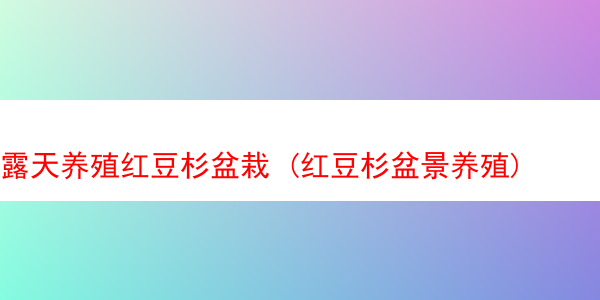 露天养殖红豆杉盆栽 (红豆杉盆景养殖)